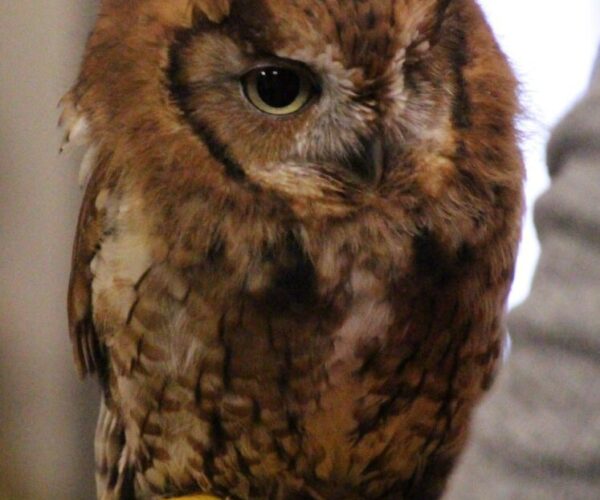 45111584_10156585875238070_6038021576274739200_n