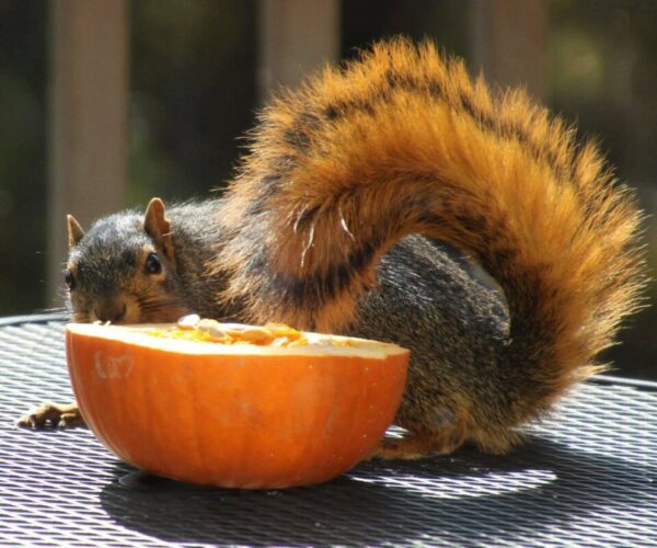 45731036_10156612926853070_8423010756760436736_n