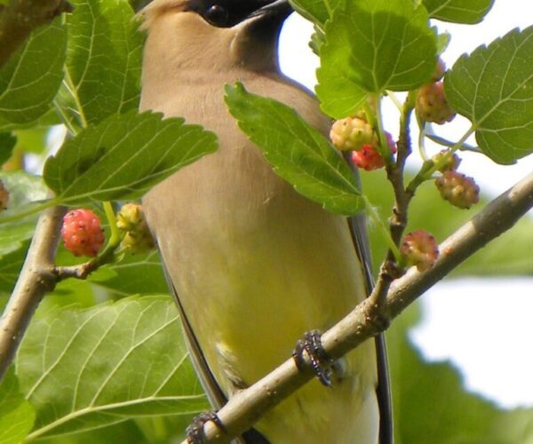 460134_10150733256833070_736463249_o