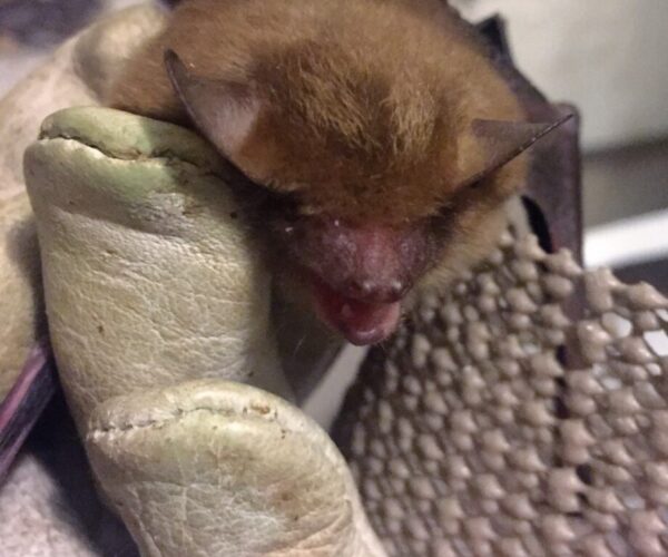 46482978_10156629758853070_6191843940195368960_n