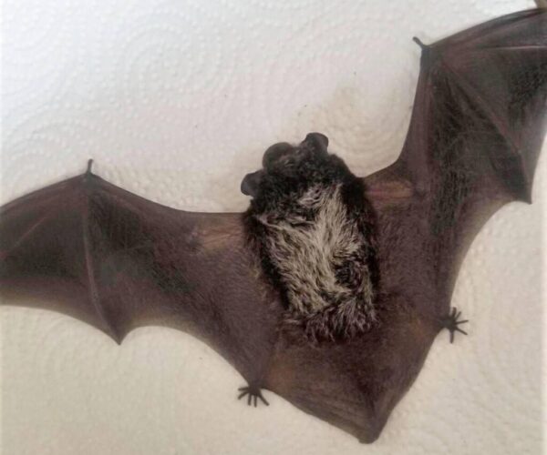 46489705_10156629758593070_1868312096609927168_n