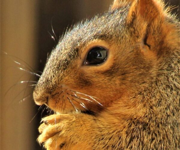 46521674_10156640912158070_7294498655103352832_n