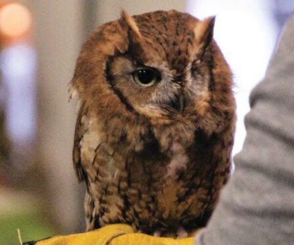 46772817_10156653214243070_2397539701989834752_n