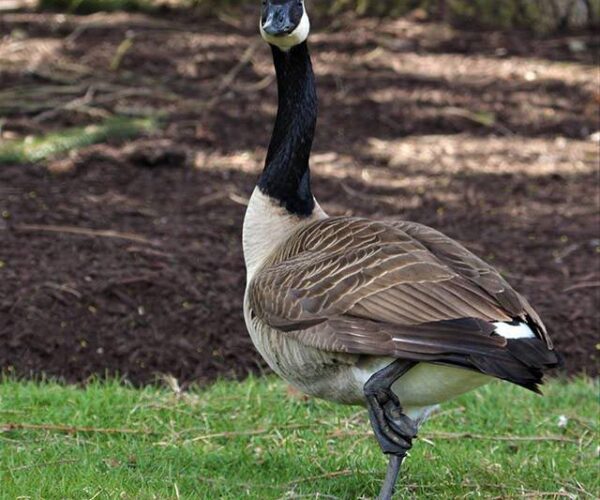 46846104_10156654436098070_2888317806653210624_n