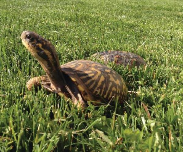 46986511_10156649933963070_7858198389555462144_n