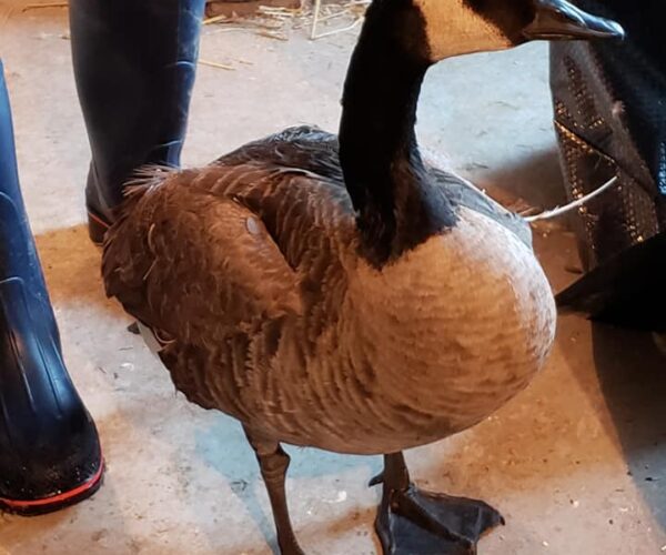 50053155_10156765525313070_1756528120963268608_n