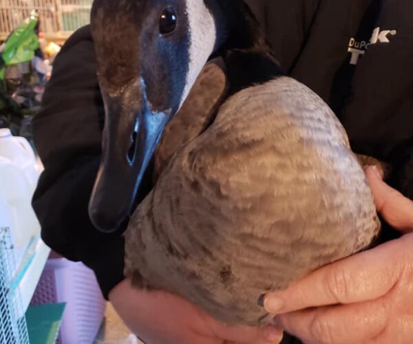 50860306_10156765525303070_171697175992991744_n