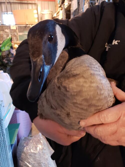 50860306_10156765525303070_171697175992991744_n