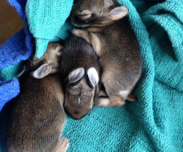 55553860_10156916942493070_414774002616107008_n