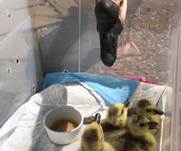 57572665_10156975769108070_4127966138464206848_n