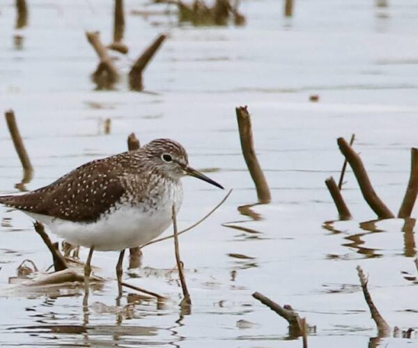 57586959_10156981328548070_1750204314195853312_n