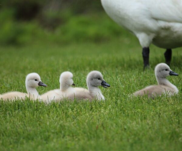 61443437_10157067877028070_4868531299020701696_n