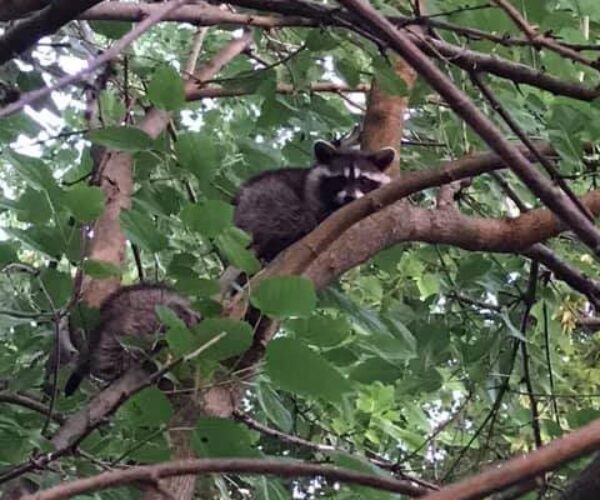 66672908_10157179942653070_4557825371893923840_n