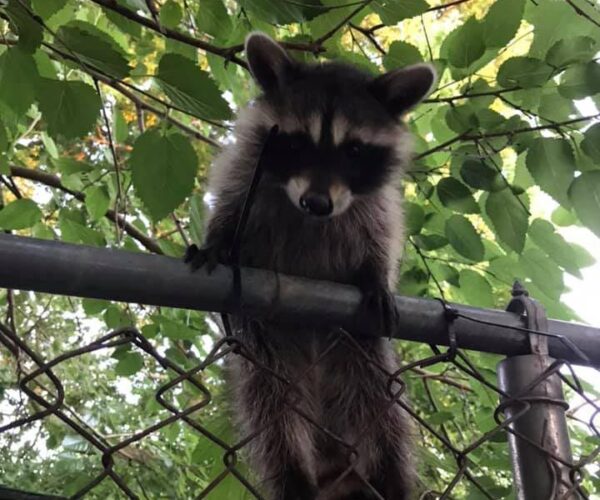 67279296_10157179941608070_4478750252265897984_n