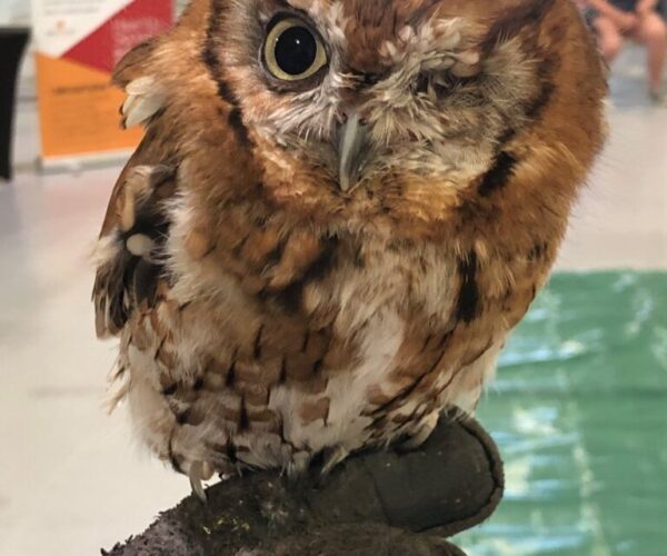 67311366_10157187078613070_3252342140692332544_n