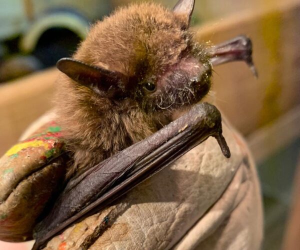 73395480_10157481475853070_5181380582331908096_n