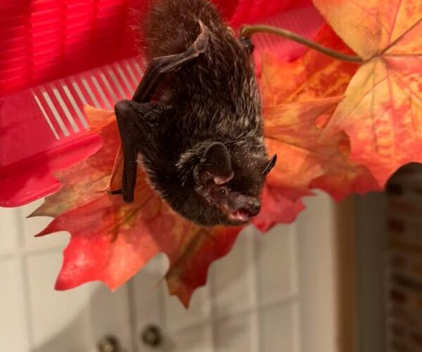 75614182_10157508180563070_268614384337551360_n