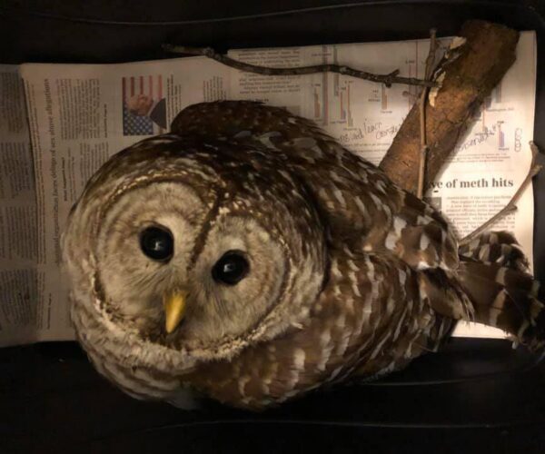 90260918_10157872751108070_3724105875380502528_n