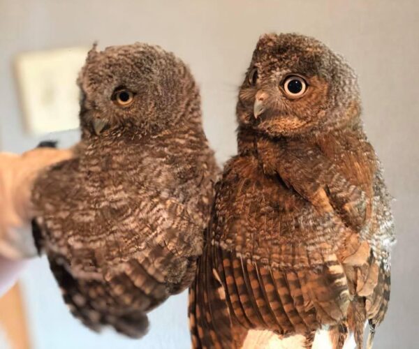 95411484_10158031817608070_7804848861310091264_n