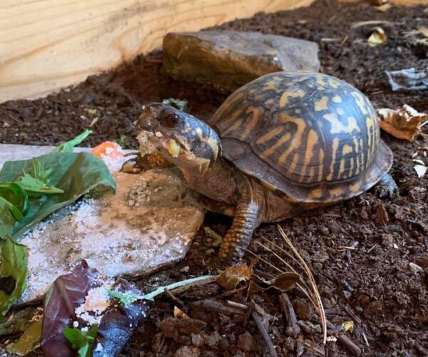 95559923_10158031817373070_995266938936492032_n