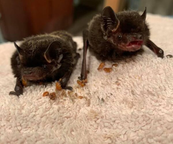 95743673_10158031817418070_229707675762425856_n