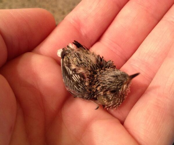 995683_10151647693713070_1154692095_n