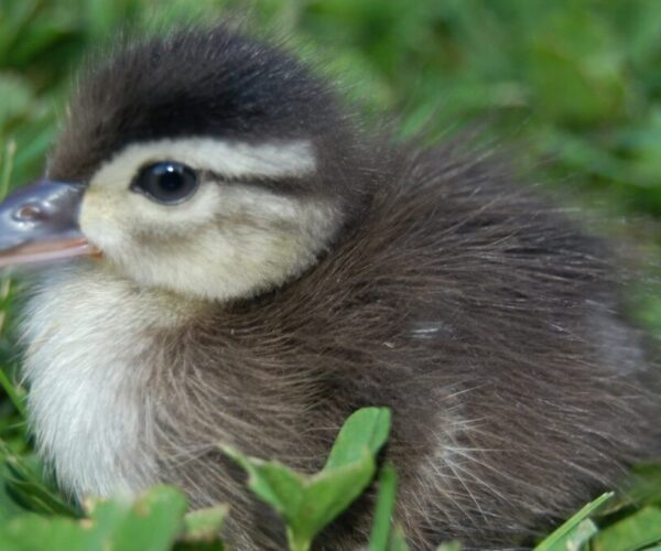 baby duck-min