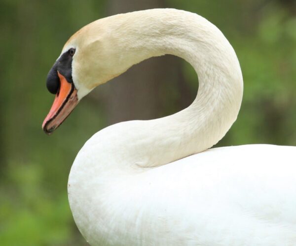swan