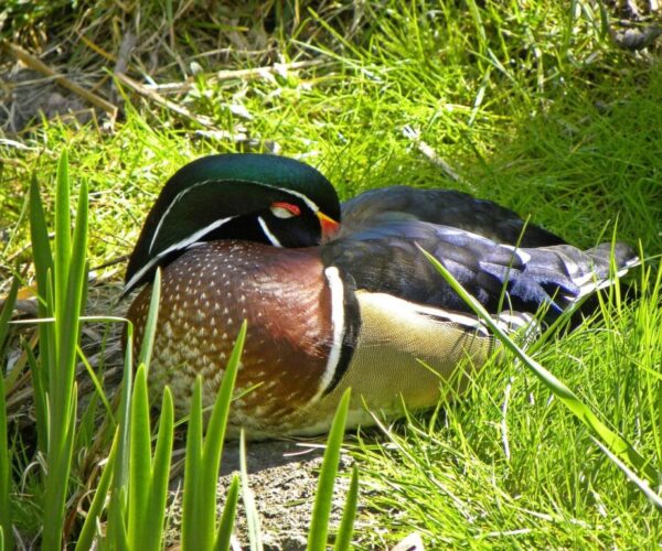 wood-duck-min