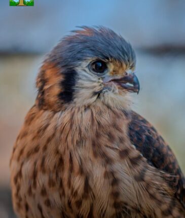 Our goal is to release all injured or orphaned animals, into the wild. Among those are hawks, owls, birds, squirrels, rabbits, adults and babies.