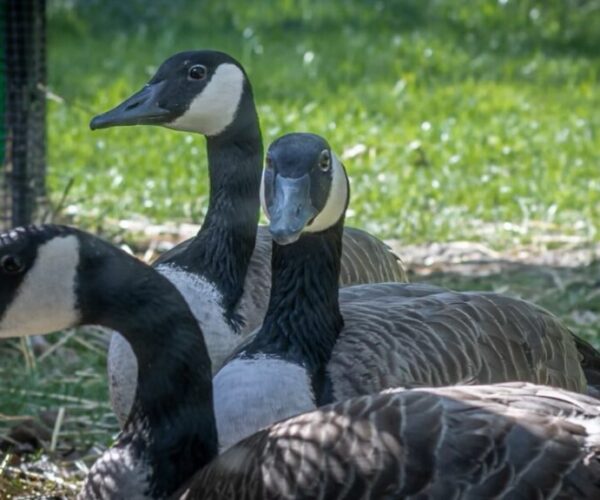 The Three Muskateers