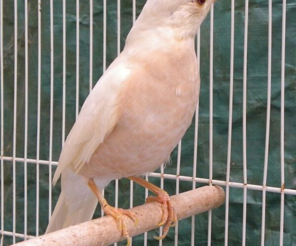 PWR albino robin